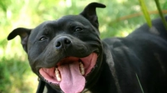 Vrste najveće nervne aktivnosti pasa